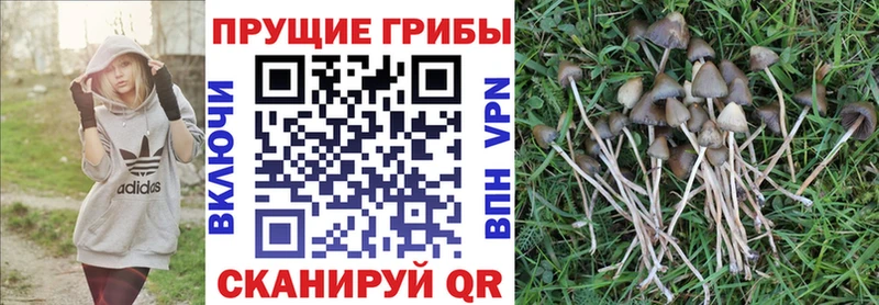 Галлюциногенные грибы Psilocybe Краснокаменск
